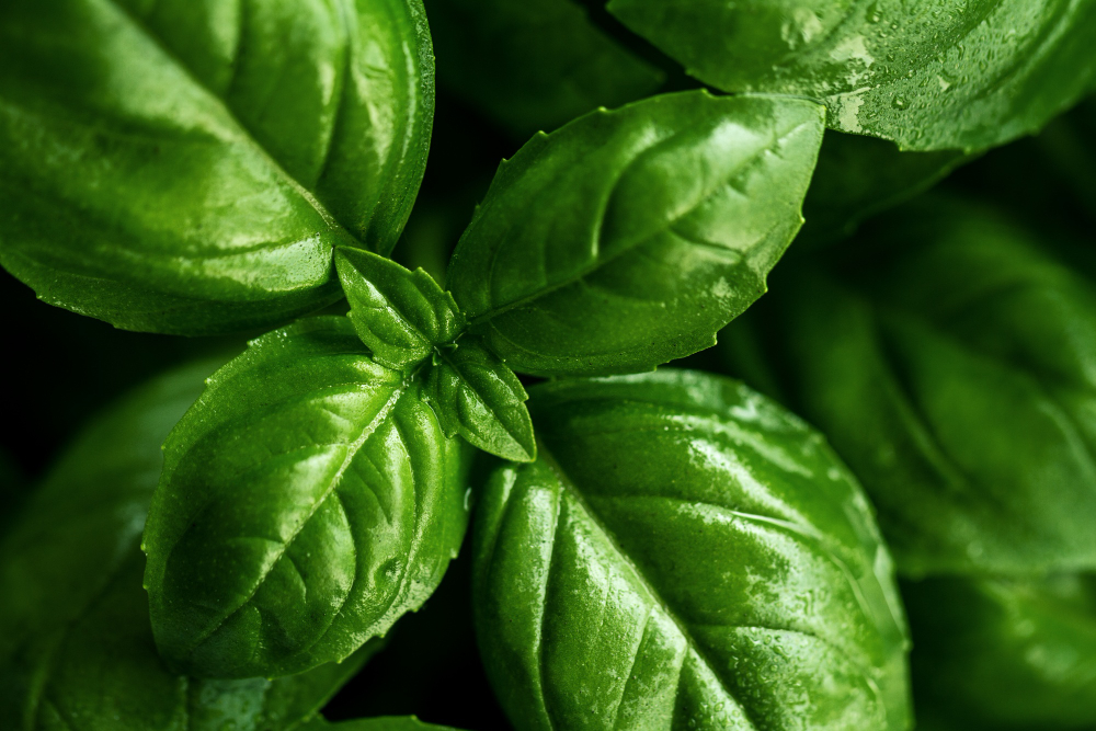 Basil