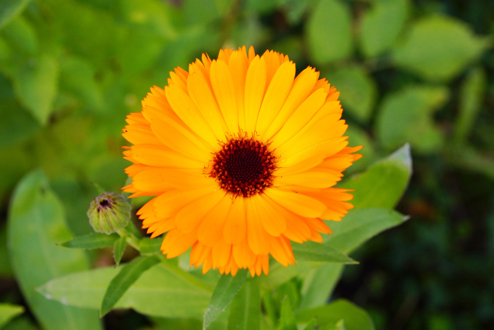 Calendula